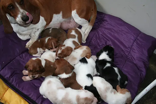 Beautiful Basset Hound Puppies with Outstanding Personalities